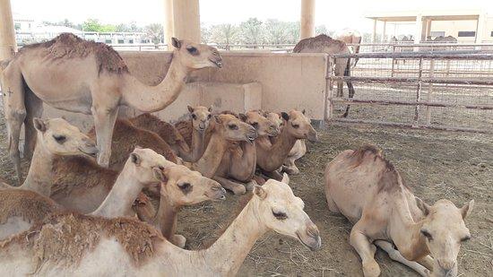 Royal Camel Farm